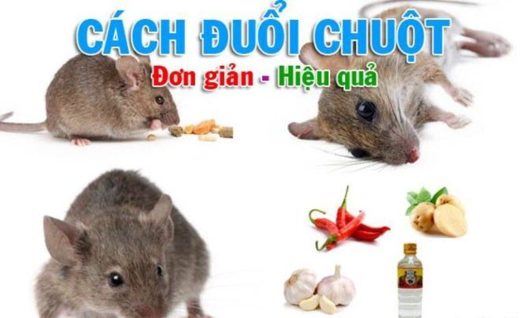 Cách đuổi chuột hiệu quả an toàn cho cả gia đình