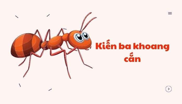 Kiến ba khoang cắn (Dấu hiệu, cách trị và cách phòng chống)