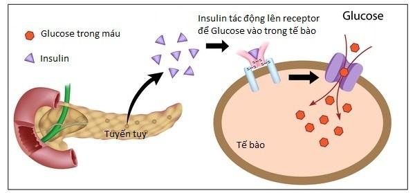 insulin là gì 1