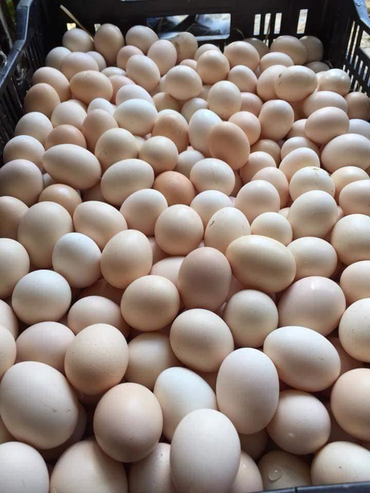 giá trứng gà