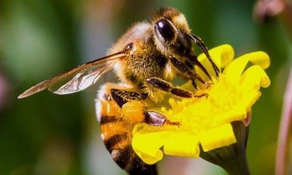 Vai trò của ong trong đời sống con người