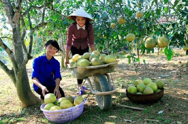 Bưởi Đại Minh - Yên Bái