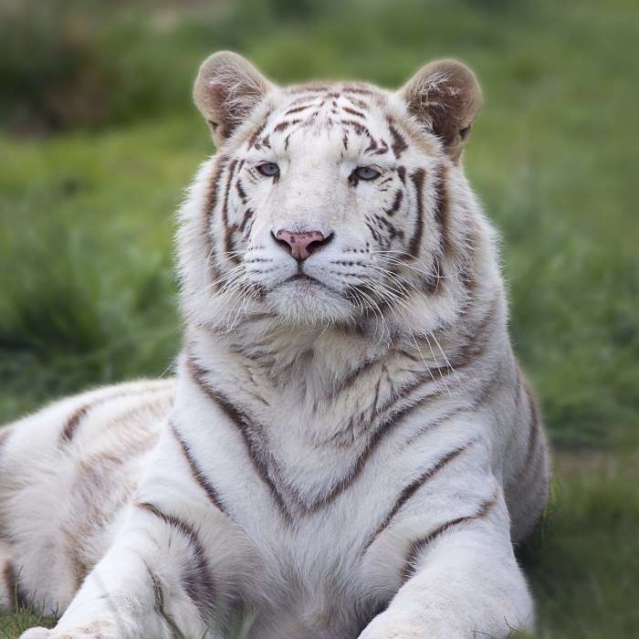 Nằm mơ thấy nhiều hổ trắng