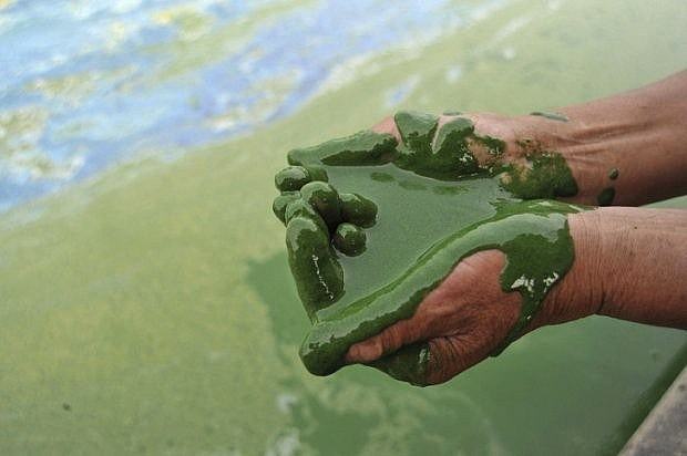 Nước hồ Chaohu, Trung Quốc có màu xanh đậm do sự sinh trưởng mạnh mẽ của tảo biển