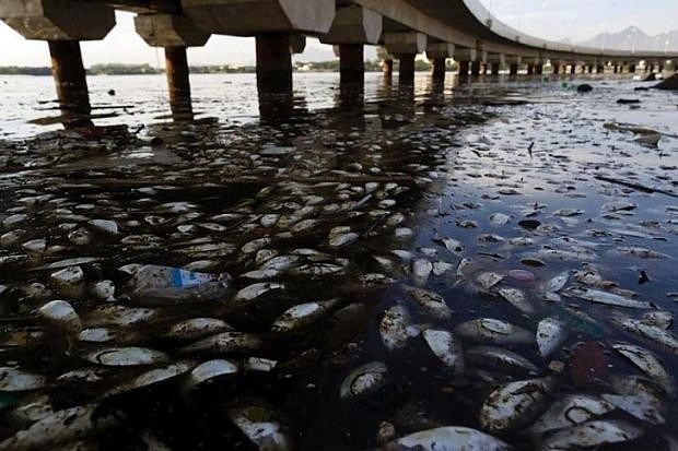 Hàng loạt cá chết trên vịnh Guanbara ở Brazil