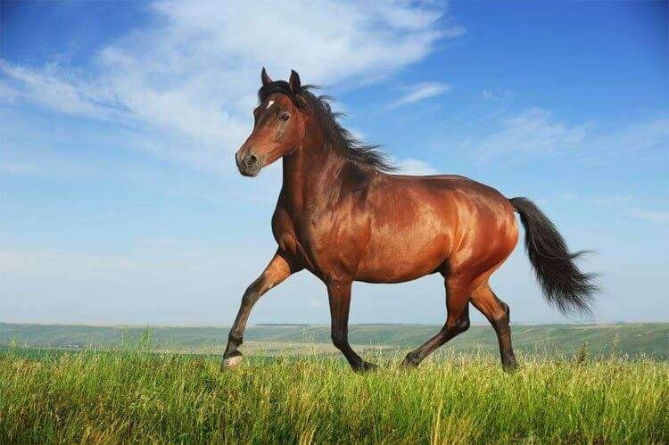 Hỏi số ngựa ăn cỏ là bao nhiêu?