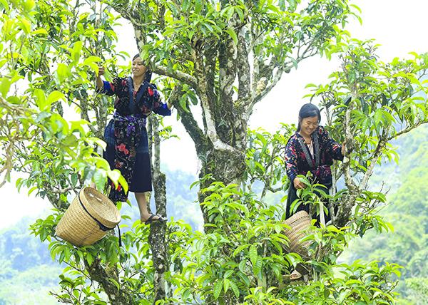 chè tuyết chùa Điện Biên