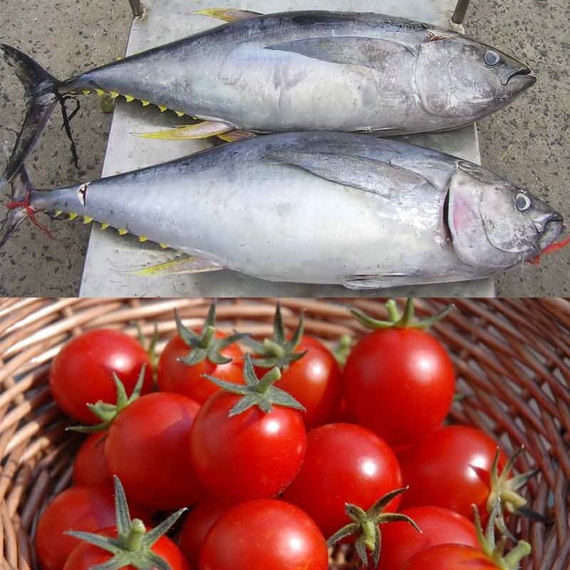 Cà chua và cá ngừ nấu chín 2