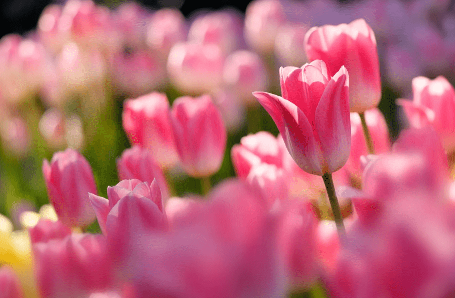 ý nghĩa hoa tulip 8