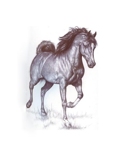 Vẽ con ngựa 3D đẹp nhất