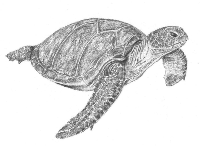 cách vẽ con rùa đẹp bằng bút chì