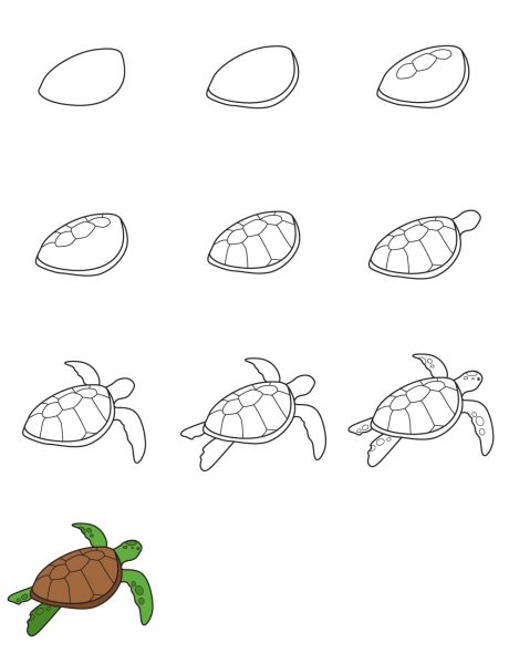 cách vẽ con rùa biển 10 bước