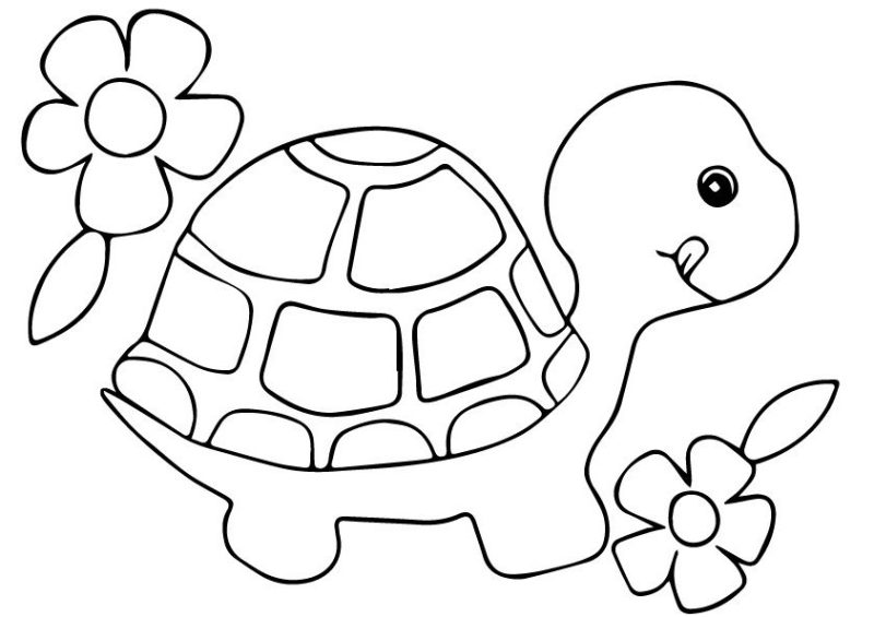 cách vẽ con rùa biển và hoa