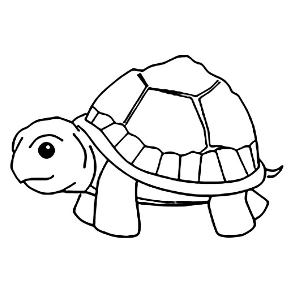 cách vẽ con rùa đơn giản cho người mới