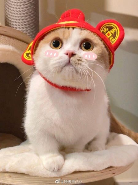 hình ảnh avatar mèo tết đội mũ thần tài dễ thương