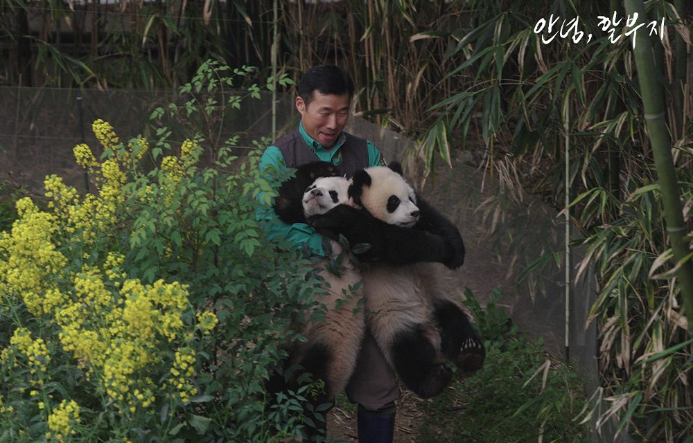 Phần lớn thời lượng dành cho những người đã chăm nom cô gấu