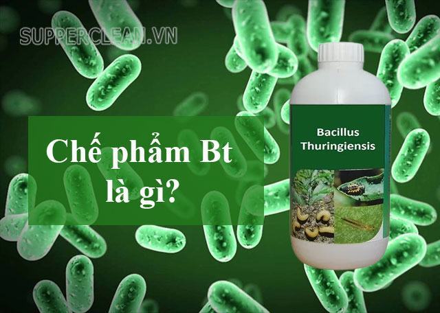 Chế phẩm Bt là gì? Tác hại của thuốc trừ sâu Bt như thế nào?