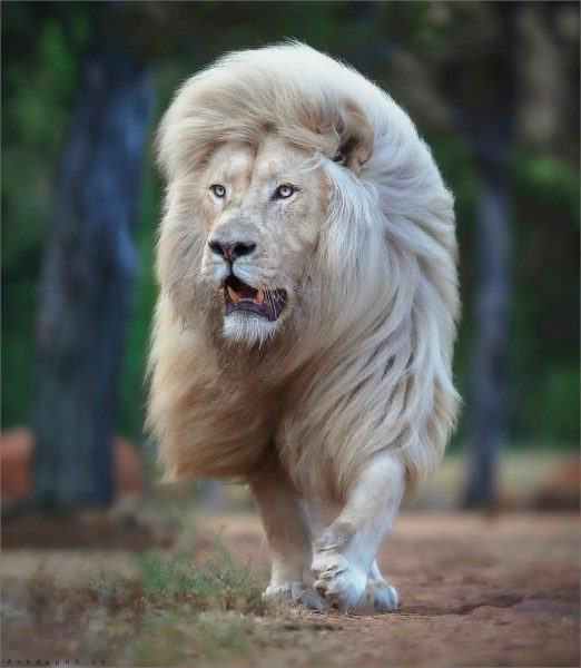 Một hình ảnh của một con sư tử