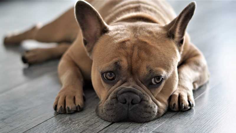 hình ảnh chó pitbull mặt buồn