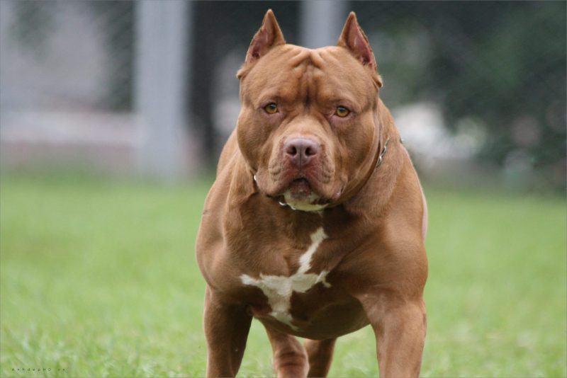 hình ảnh chó pitbull