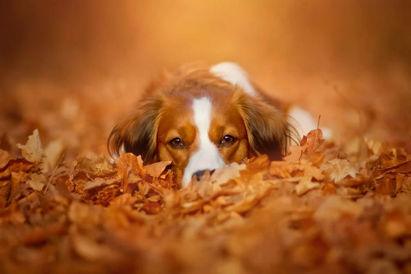 hình ảnh chú chó buồn nằm trên chiếc lá khô