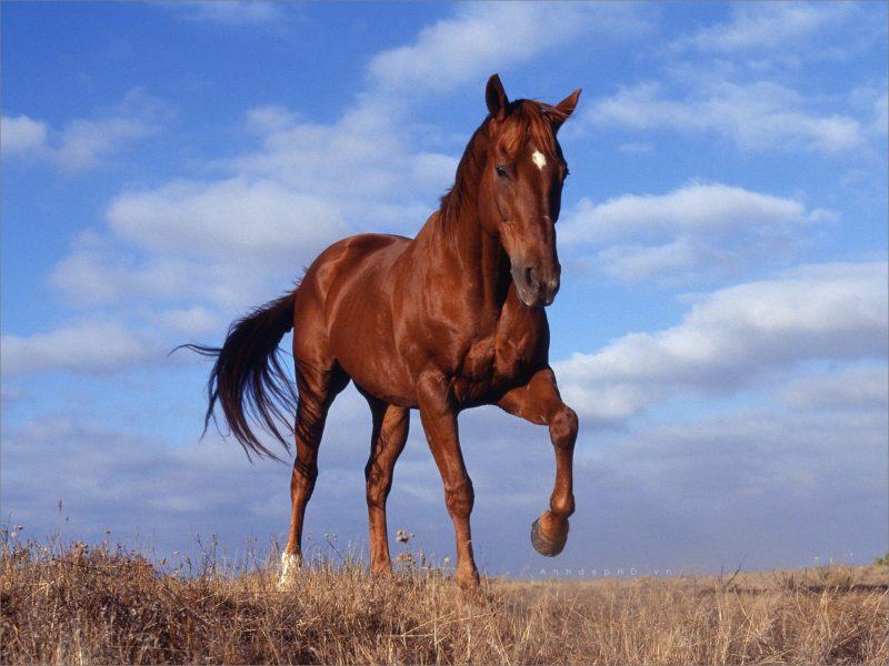 một hình ảnh của một con ngựa