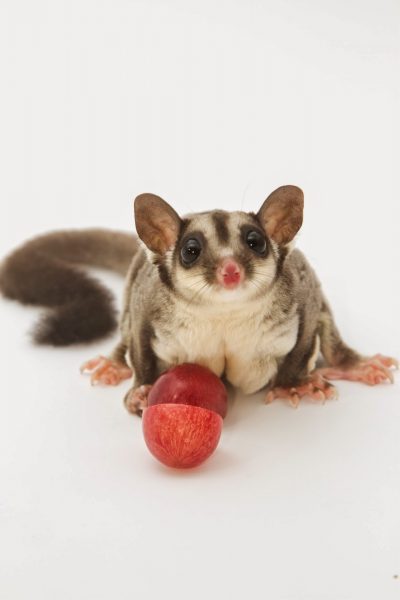 Hình ảnh con sóc bay đang ăn quả táo đỏ