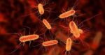 Biểu hiện nhiễm khuẩn E.coli, cách phòng tránh nhiễm E.coli trong mùa hè