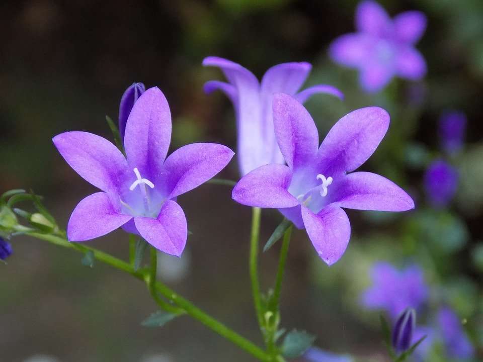 Cách chuẩn bị những bông hoa violet đẹp nhất một cách dễ dàng