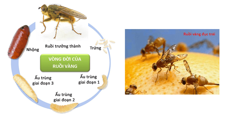 Hành vi và lối sống của ruồi giấm