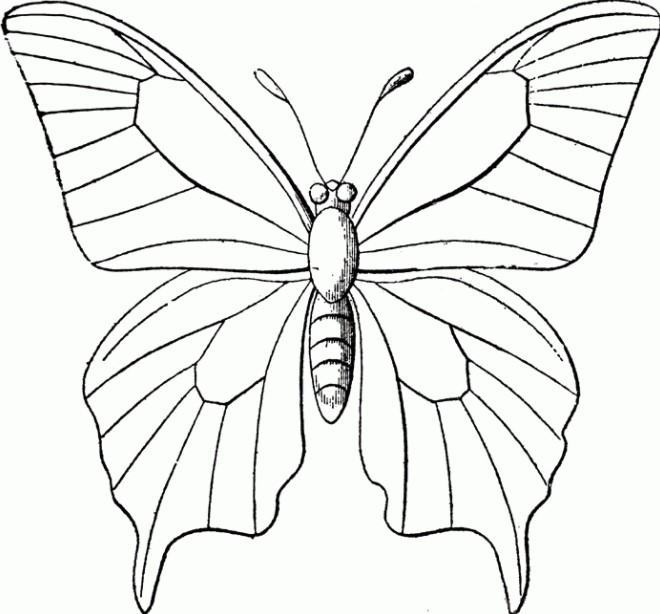 Cách vẽ con bướm đơn giản [vẽ họa tiết cách điệu con bướm] đẹp nhất