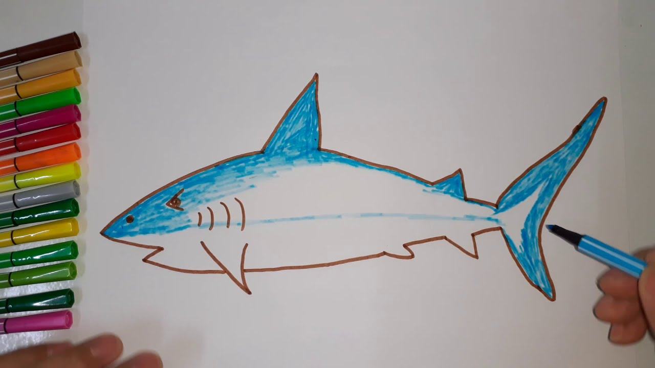 vẽ cá mập 1