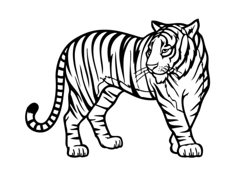Hướng dẫn Nét vẽ con hổ bắt đầu từng bước vẽ