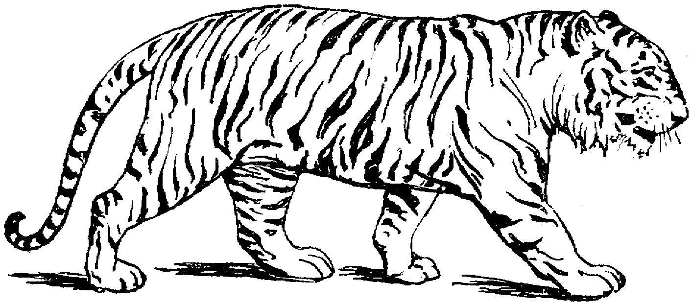 vẽ 12 con hổ