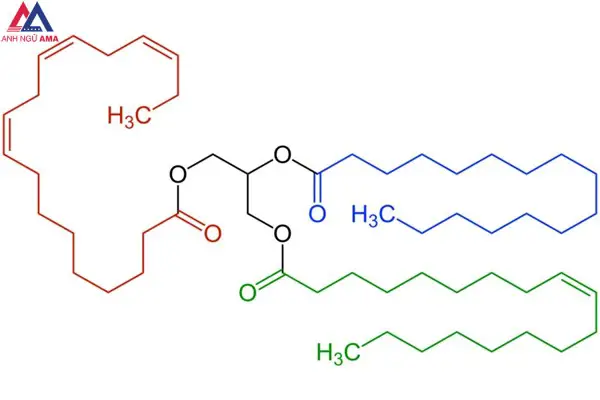 Chất béo là trieste của axit béo với? Tính chất của chất béo