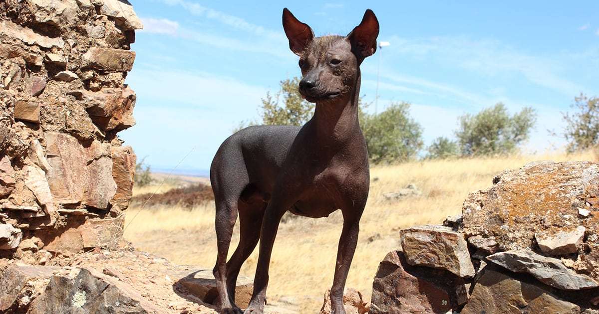 Con chó phong lan Inca