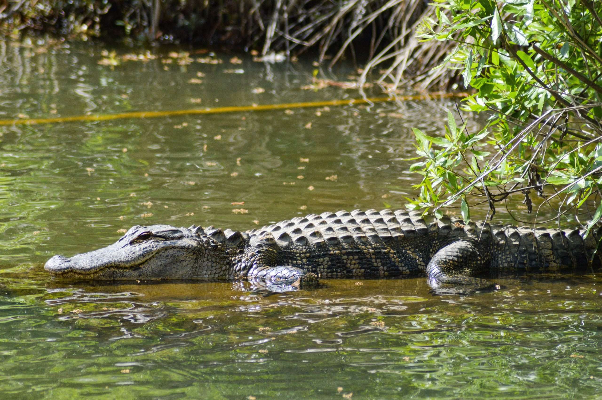 Hình ảnh cá sấu trong tự nhiên