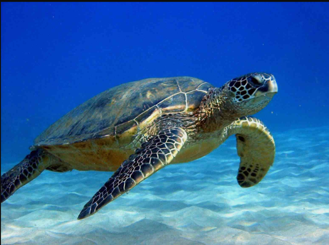 Số lượng rùa biển là bao nhiêu?