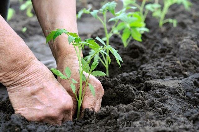 Độ phì nhiêu của đất là gì? Độ phì nhiêu của đất có mấy loại?