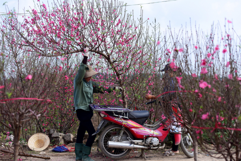 Hình ảnh cây đào ngày tết