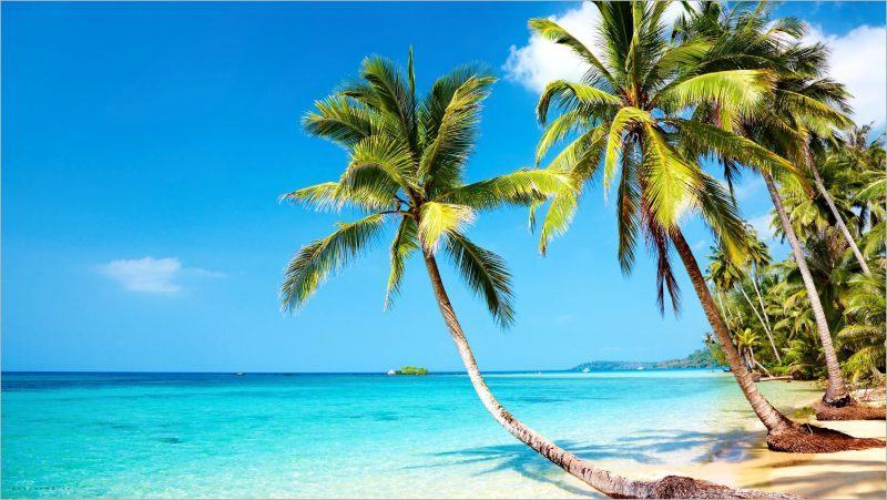 Video phông nền xanh HD, các loại Cây #1 : 3 cây Dừa (coconut tree green  background) - YouTube