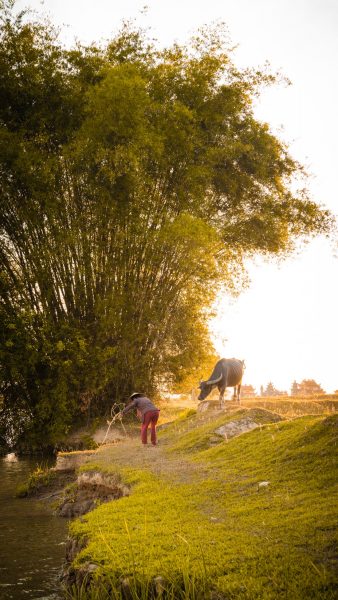 Ảnh lũy tre làng ban ngày