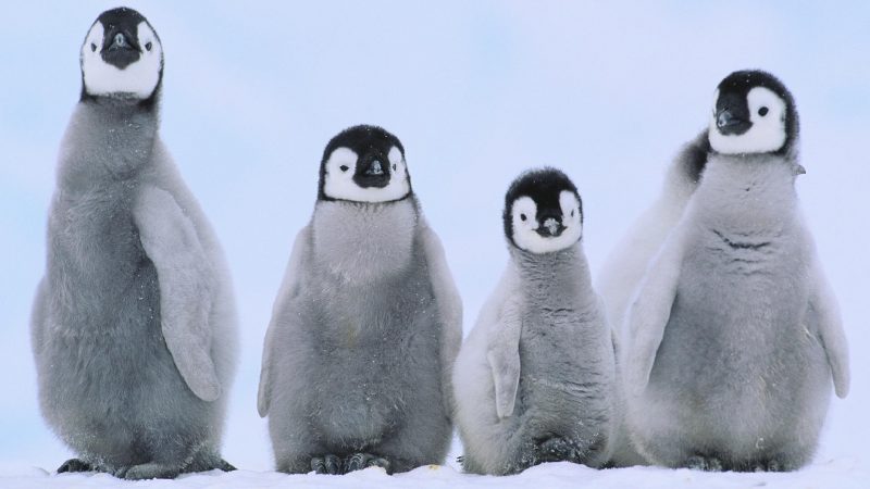 một bức tranh chim cánh cụt vẫn chưa tan chảy