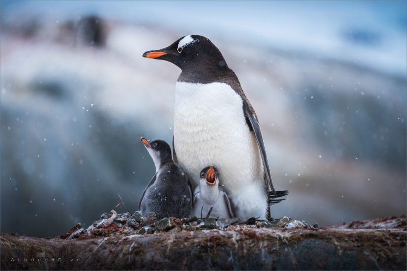 Hình ảnh của một con chim cánh cụt