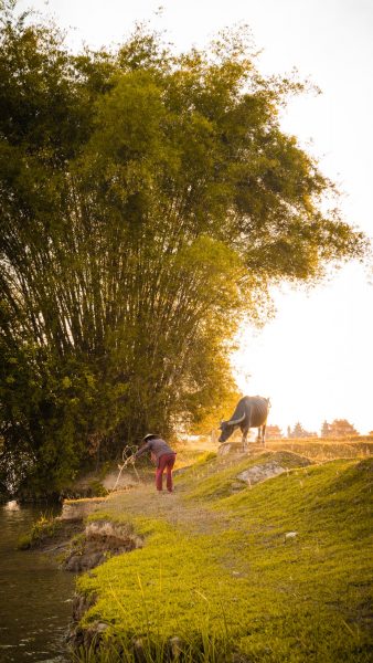 Hình ảnh làng quê Việt Nam xưa đẹp quá
