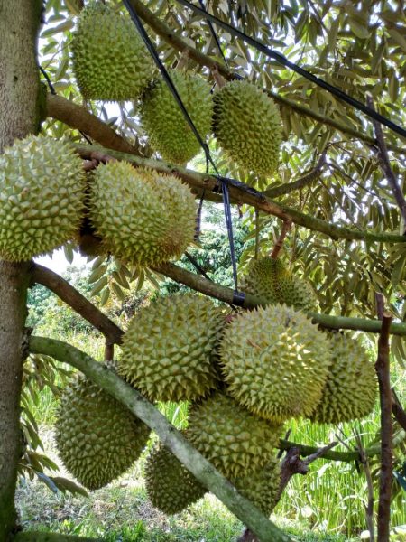 Hình ảnh cây sầu riêng có trái