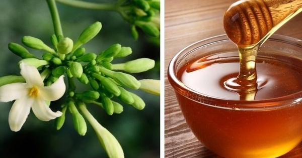 Hoa đu đủ đực ngâm mật ong, dùng theo cách này còn tốt hơn thuốc bổ
