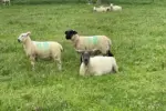Key Tips for Better Sheep Management