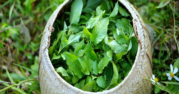 Loại cây là ‘kẻ thù nhà nông’ lại được ví như cỏ thần, thế giới đánh giá cao