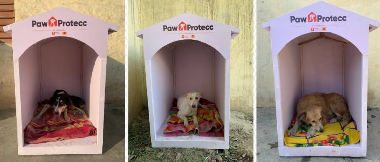 Mars Petcare and Swiggy Instamart Expand Efforts to Provide Winter Shelters for Community Dogs